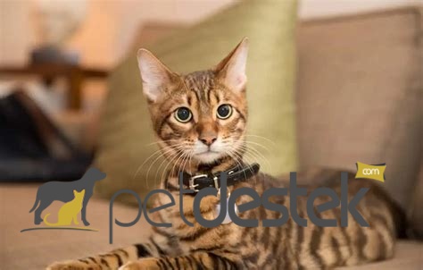 Toyger Kedi Irkı Özellikleri, Karakteri, Bakımı ve Beslenmesi