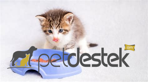 Yavru Kediler İçin Beslenme Nasıl Olmalıdır?