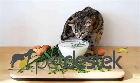 Yavru Kedilerin Yedikleri Sebzeler Nelerdir?