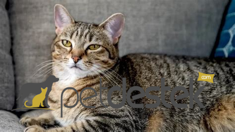 Tekir Kedi Irkı Özellikleri, Karakteri, Bakımı ve Beslenmesi