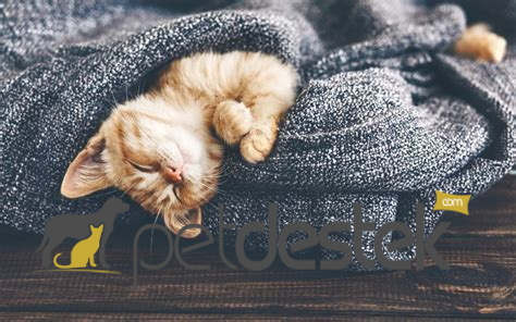 Yavru Kediler Ne Kadar Uyur?
