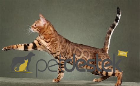 Savannah Kedi Irkı Özellikleri, Karakteri, Bakımı ve Beslenmesi