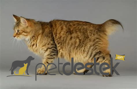 Pixie Bob Kedi Irkı Özellikleri, Karakteri, Bakımı ve Beslenmesi