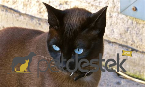 Ojos Azules Kedi Irkı Özellikleri, Karakteri, Bakımı ve Beslenmesi