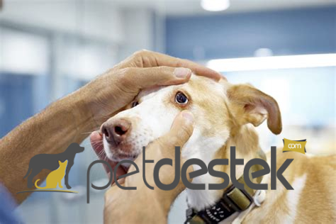 Köpeklerde Göz Kurdu Nedenleri ve Tedavi Yolları