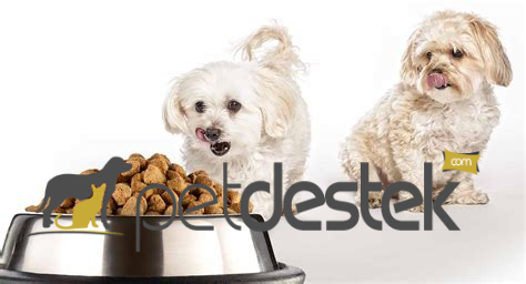 Maltese Terrier Beslenme İpuçları