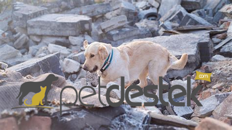 Köpekler Depremi Hisseder mi?