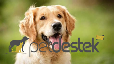Golden Retriever Köpek Irkı Özellikleri, Karakteri, Bakımı ve Beslenmesi