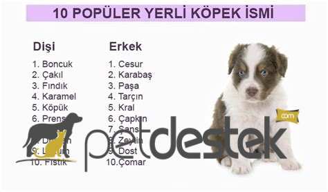 Köpeğiniz İçin Türkçe Dişi Köpek İsimleri