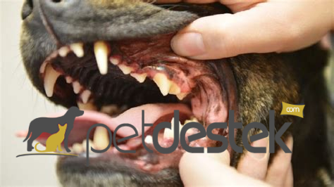 Köpeklerde Diş Nasıl Fırçalanır?