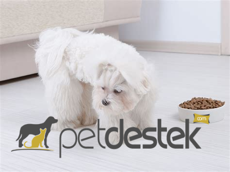 Maltese Terrier Beslenmesi Nasıl Olmalı
