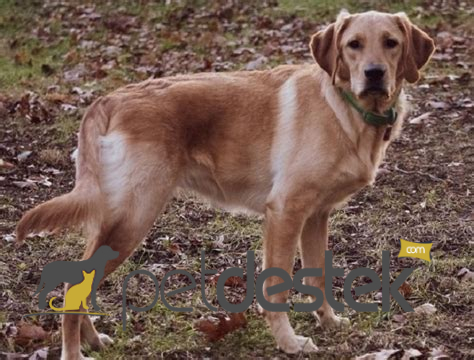 Goldador Köpek Irkı Özellikleri, Karakteri, Bakımı ve Beslenmesi