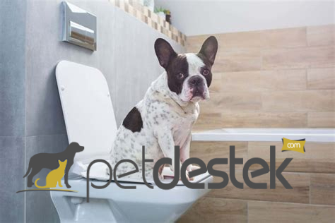 French Bulldog Tuvalet Eğitimi Nasıl Verilir?