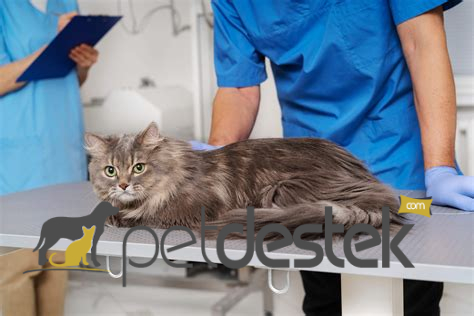 Kedilerde Kalp Kurdu Hastalığı Belirtileri ve Tedavileri